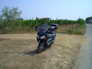 Cavallino a Ceparana